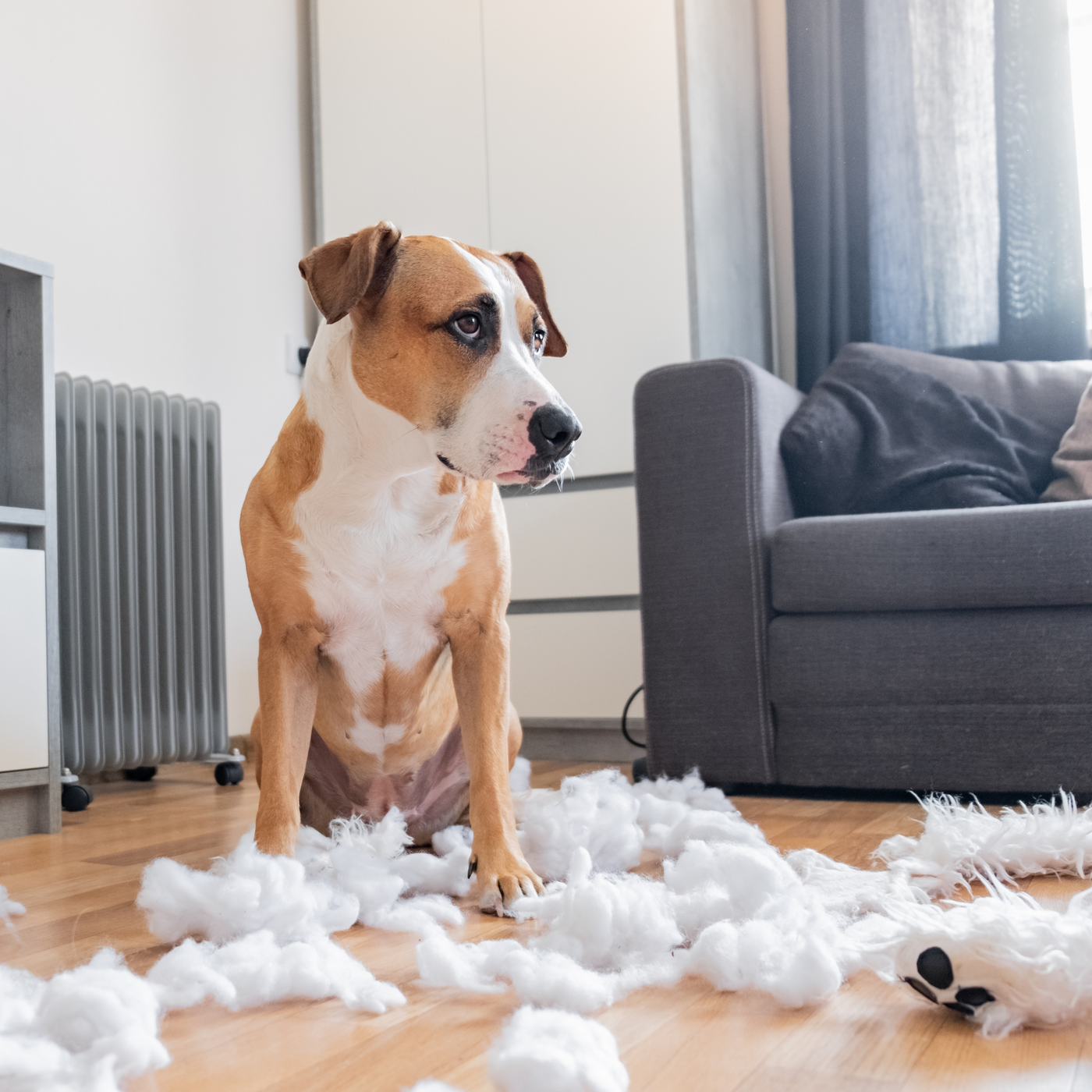 Shredded dog toys